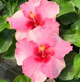 Hollywood Hibiscus Talk of the Town