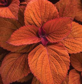 ColorBlaze Sedona Sunset Coleus-사진 작성자:입증 된 수상자.