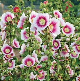 Alcea rosea Halo Series Blush - Walters Gardens, Inc.