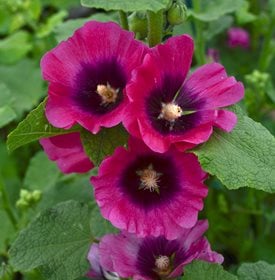Alcea rosea Halo Series Cerise - Walters Gardens, Inc.