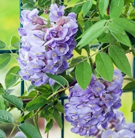 Wisteria frutescens 'Amethyst Falls''Amethyst Falls'