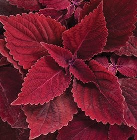 ColorBlaze Směšný Coleus - Foto: Osvědčený Vítěze