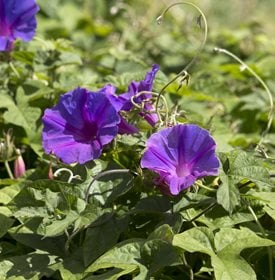 Ipomoea purpurea - Common morning glory - alybaba/Shutterstock