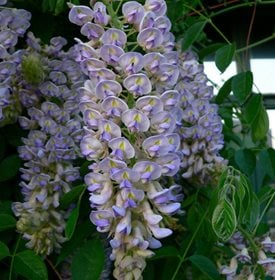 Wisteria macrostachya 'Aunt Dee''Aunt Dee'