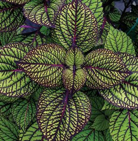 Calze a rete coleus-Foto di: Proven Winners