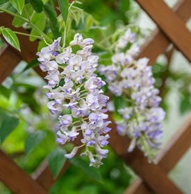 Wisteria macrostachya 'Blue Moon''