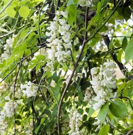 W. macrostachya 'Clara Mack''Clara Mack'