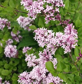 Lilac Growing Guide - How To Care For Lilac Bushes | Garden Design