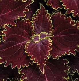 ColorBlaze Wicked Witch Coleus - Photo by: Proven Winners