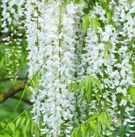 Wisteria floribunda 'Longissima Alba''Longissima Alba'