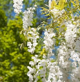 Wisteria sinensis 'Alba''Alba'