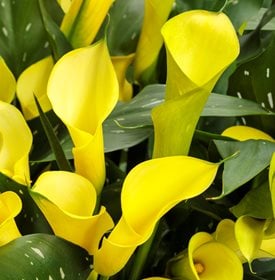 Be My® Sunshine calla lily