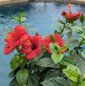 Hollywood Hibiscus Hot Shot
