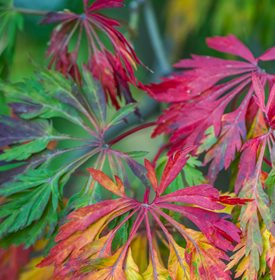 Acer japonicum ‘Green Cascade’
