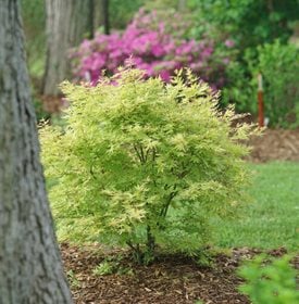 Metamorphosa Acer Palmatum