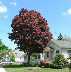 Samurai Sword Acer Palmatum