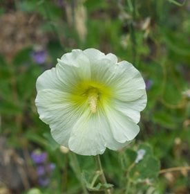 Alcea rugosa - ArgenLant / Shutterstock