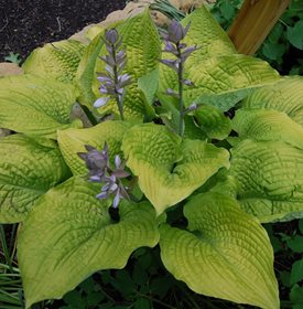 SHADOWLAND; 'COAST TO COAST' - Photo by: Proven Winners.