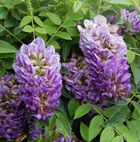 Wisteria frutescens 'Longwood Purple''Longwood Purple'