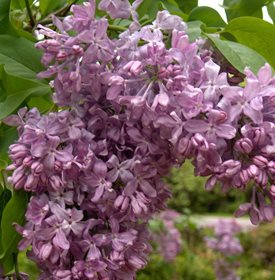 Lilac Growing Guide - How to Care for Lilac Bushes | Garden Design