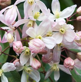 Clematis armandii ‘Apple Blossom’ - Garden World Images Ltd / Alamy Stock Photo.