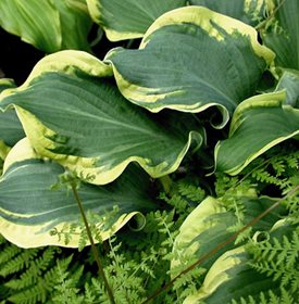 SHADOWLAND; 'WHEEE!' - Photo by: Proven Winners.