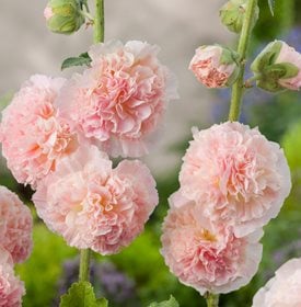 Alcea rosea 'Mars Magic' - Perennial Plant Sale shipped from Grower to your  door