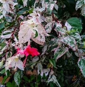 Cooperi tropical hibiscus