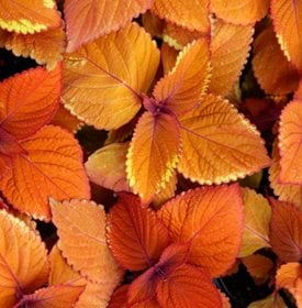 Lagerfeuer Coleus - Foto von: Feng Yu / .