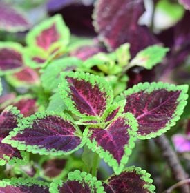 'Kong Rose' Coleus - Photo by: Kallayanee Naloka / .