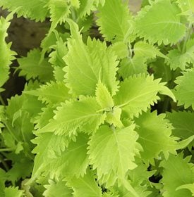 Wasabi Coleus - foto av: ESB Essentials / .