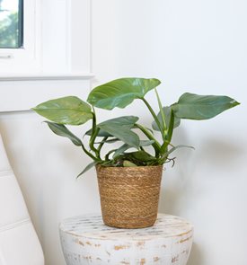 Prismacolor™ Hastatum Philodendron