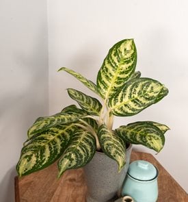 Bold Forest Chinese Evergreen, Aglaonema
Proven Winners
Sycamore, IL