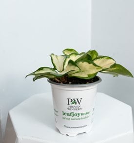 Endless Cascades™ Green Light™