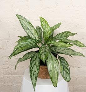 Igneous™ Timeless Tides™ Chinese Evergreen, Aglaonema Commutatum
Proven Winners
Sycamore, IL
