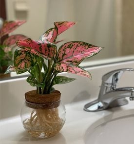 Ruby Crab Chinese Evergreen, Aglaonema
Proven Winners
Sycamore, IL