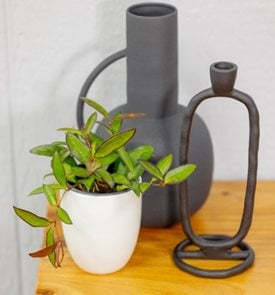 Endless Cascades™ Adrift™ Hoya