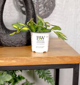 Endless Cascades™ Sea Stones™ Hoya