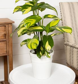 Sweet Dreams® NeverLand™ Ctenanthe