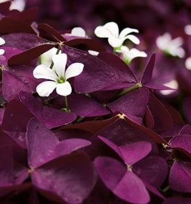 oxalis butterfly plant