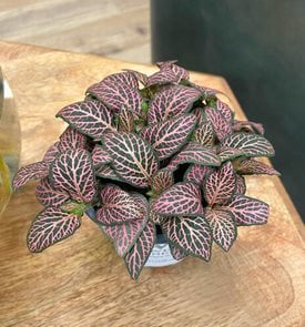 Nerve Plant: How to Grow & Care for Fittonia | Garden Design