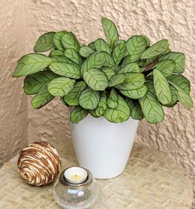 Sweet Dreams® Amagris Never Never Plant