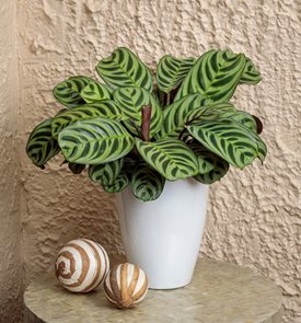 Sweet Dreams® Burle-Marxii Never Never Plant