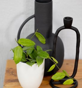 Endless Cascades™ Teacup Anemone™ hoya