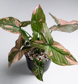 'Pink Splash' arrowhead vine