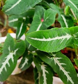 'Wendlandii' arrowhead vine