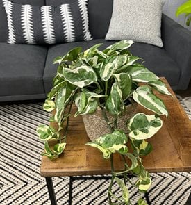 N'joy Pothos, Epipremnum Aureum, Variegated Pothos Plant
Proven Winners
Sycamore, IL