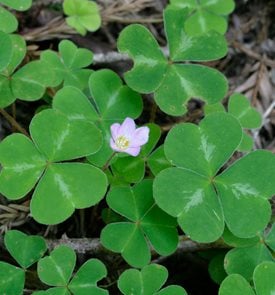 is purple shamrock poisonous to dogs