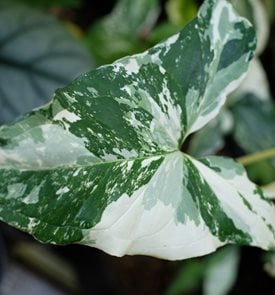'Albo Variegatum' arrowhead vine