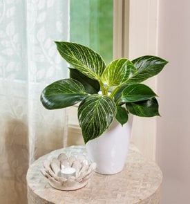 Prismacolor™ Birkin™ Philodendron